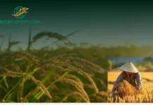 Bulk Rice Supplier Africa | Riceexport.com