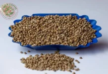 Ugandan Coffee Bean Screen Grades Guide for Quality and Consistency