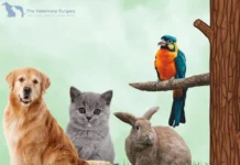 Trusted Vet Clinic Qatar for Expert Pet Care and Wellness Services