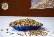 Discover Ugandan Green Coffee Bean Varieties with Unique Flavors and Quality