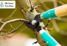 Expert Tree Trimming Elk Grove Services for Healthy, Beautiful Trees