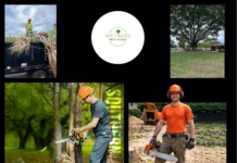Trusted Tree Cutting Company Near Dothan AL for Safe and Professional Tree Services