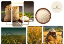 Updated Rice CIF Lagos Port Price 2024 – Accurate Cost Estimates and Reliable Delivery