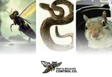 Effective Bat Colony Removal Shohola Services for Safe and Humane Pest Control