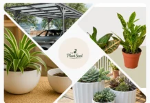 Owari Satsuma Mandarin: Easy Peeling Citrus for Home Gardens and Bountiful Harvests