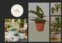 Seed Clearance Sale – Save Big on Premium Seeds and Plants Today