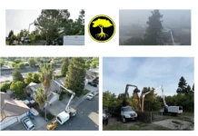 Top Commercial Residential Tree Service Experts for Safe and Beautiful Landscapes