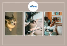 Best Cat Chew Toys for Sale in UK – Top Picks for Your Feline Friend