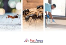 Effective Spider Spray Treatment for Fast and Lasting Pest Control Results