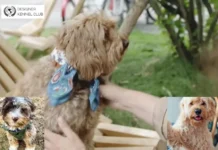 How to Obtain Official Papers on My Dog for Authentic Breed Certification