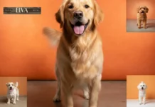 Professioneller Hundesalon Wien – Stressfreie Pflege und fachkundige Betreuung für Ihren Hund