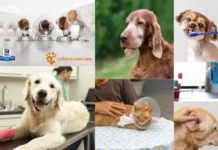Vaccinera katt i Tomelilla – Professionell vård för din kattvän