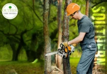 Expert Tree Cutting Service Dothan AL for Safe and Precise Tree Care