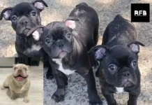 French Bulldog Adoption Guide | Find and Rescue Your Perfect French Bulldog Companion