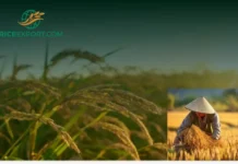 IR64 Rice CIF Price Nigeria – Reliable Pricing and Premium Supply Solutions