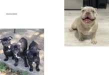 French Bulldog Adoption Guide: Find Your Perfect Rescue Companion Today