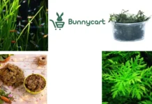 Order Aquatic Plants Online for Easy Delivery and Premium Selection