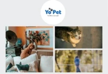Best Cat Chew Toys for Sale in UK – Durable and Engaging Feline Accessories
