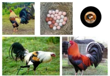 Buy Quality Gamefowl Eggs for Sale from Trusted Breeders Online