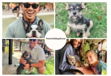 Ultimate Guide to French Bulldog Adoption: Tips, Process, and Finding Your Perfect Companion