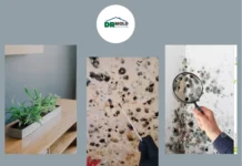 Expert House Mold Inspection Services for Healthier Indoor Air Quality