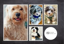 How to Obtain Official Papers on My Dog for Authentic Breed Certification