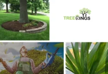 Expert Arborist Strathmore Services for Professional Tree Care and Maintenance