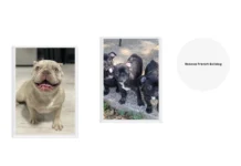 French Bulldog Rescue: Find Loving Homes and Support Lifesaving Efforts