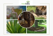Professional Tree Removal Coburg Services for Safe and Affordable Solutions