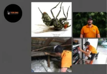 Effective Pest Control Oxenford Services for a Pest-Free Home and Business