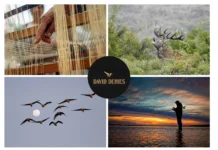 Best Cordoba Dove Shooting Lodges for Ultimate Hunting Experiences