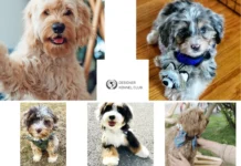 How to Get Papers for Your Puppy: A Complete Guide to Official Registration and Certification