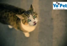 Ultimate Guide to the Online Cat Bedding Collection in UK for Comfortable Pets