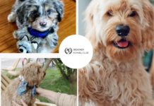 How to Register Designer Dog Breeds With Confidence
